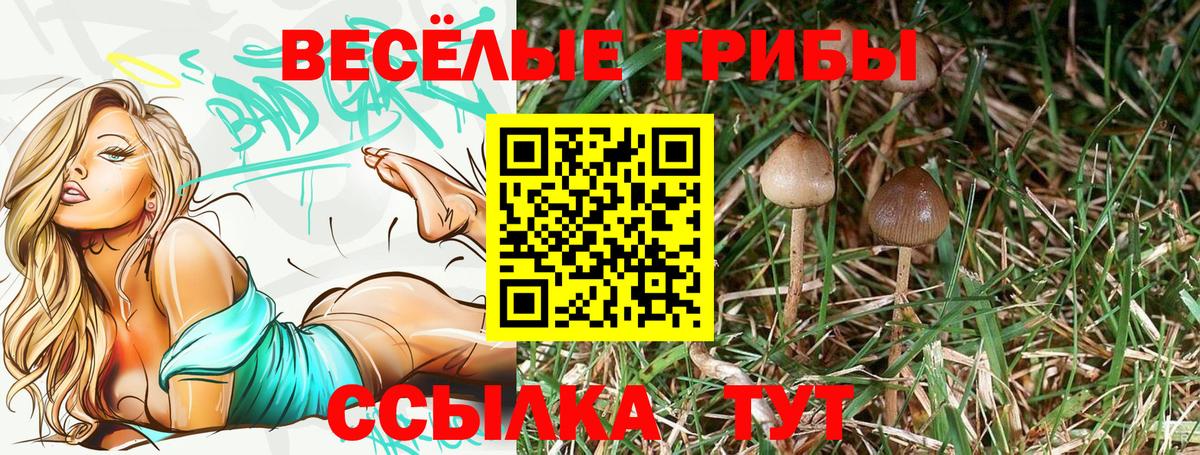 Псилоцибиновые грибы Cubensis  Вход с VPN  наркотики  Тулун 
